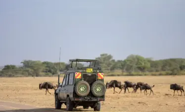 Wild Kenya Safari Escape