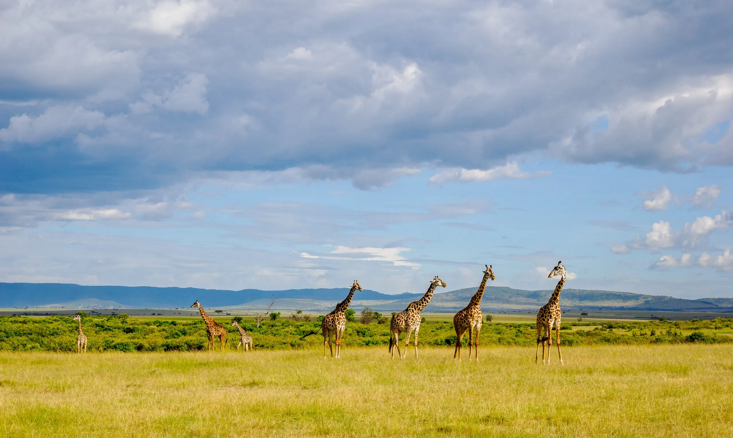 Ultimate Kenya Safari Escape