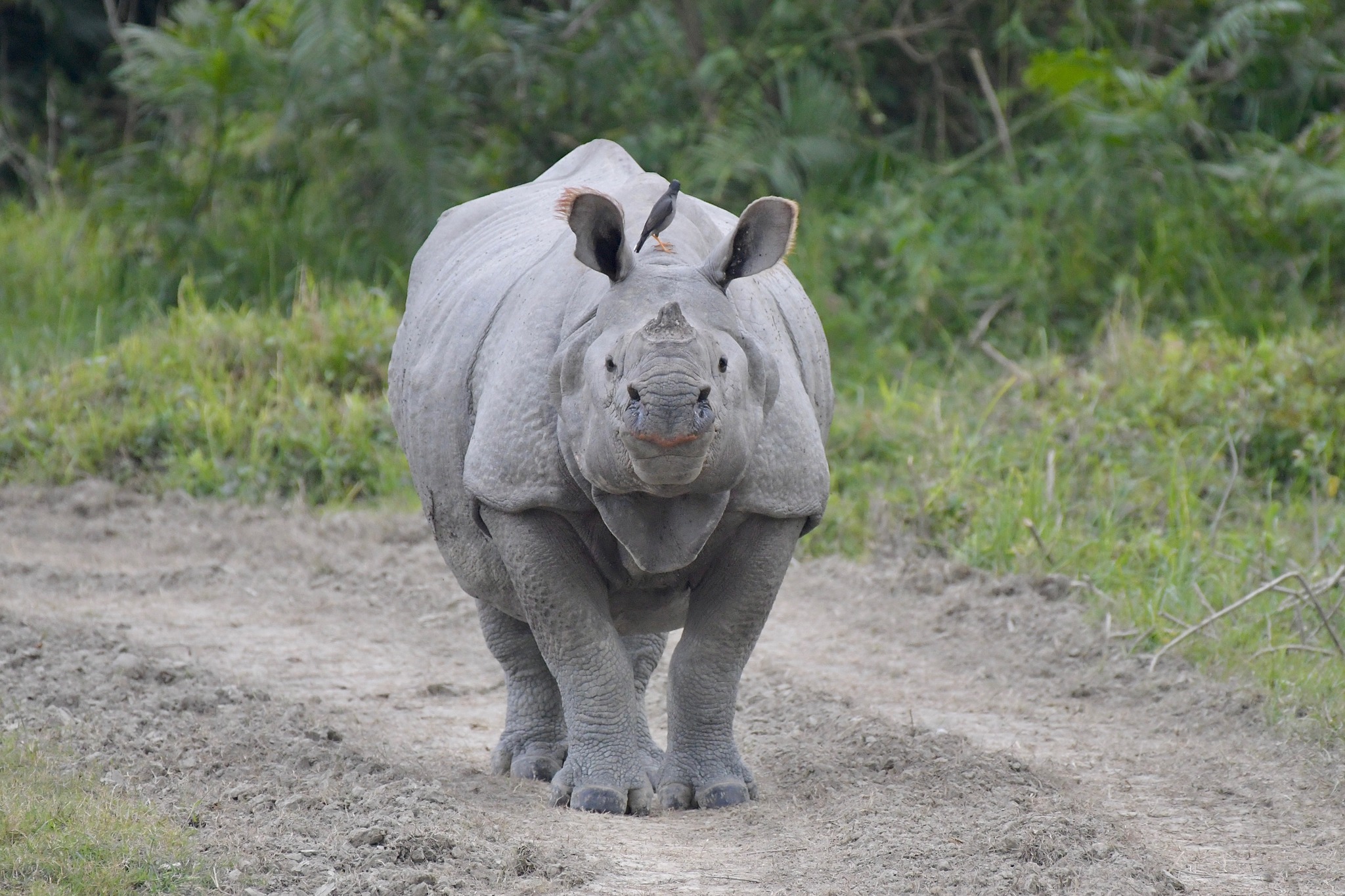 Mystic Meghalaya & Kaziranga Delight