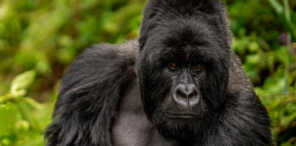 Rwanda Gorilla Encounter Expedition