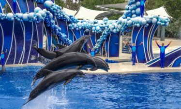 Orlando Magic Fun Escape