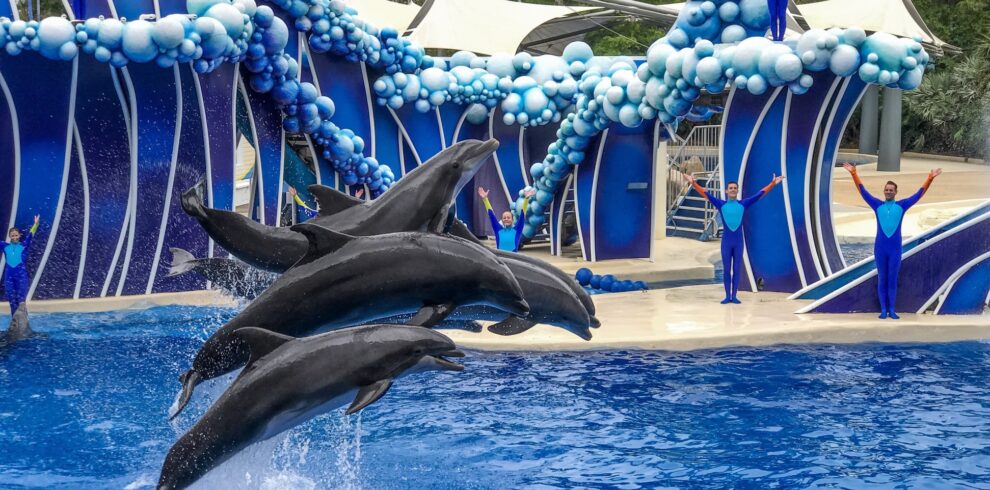 Orlando Magic Fun Escape
