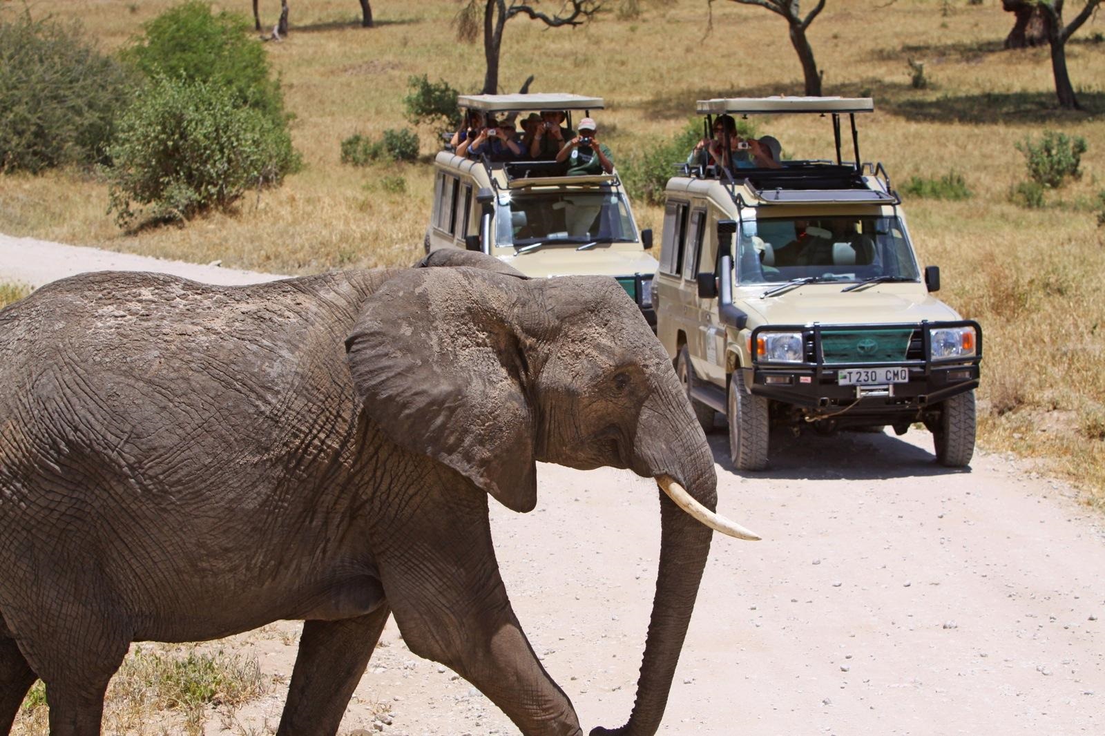 Tanzania Wildlife Safari Expedition