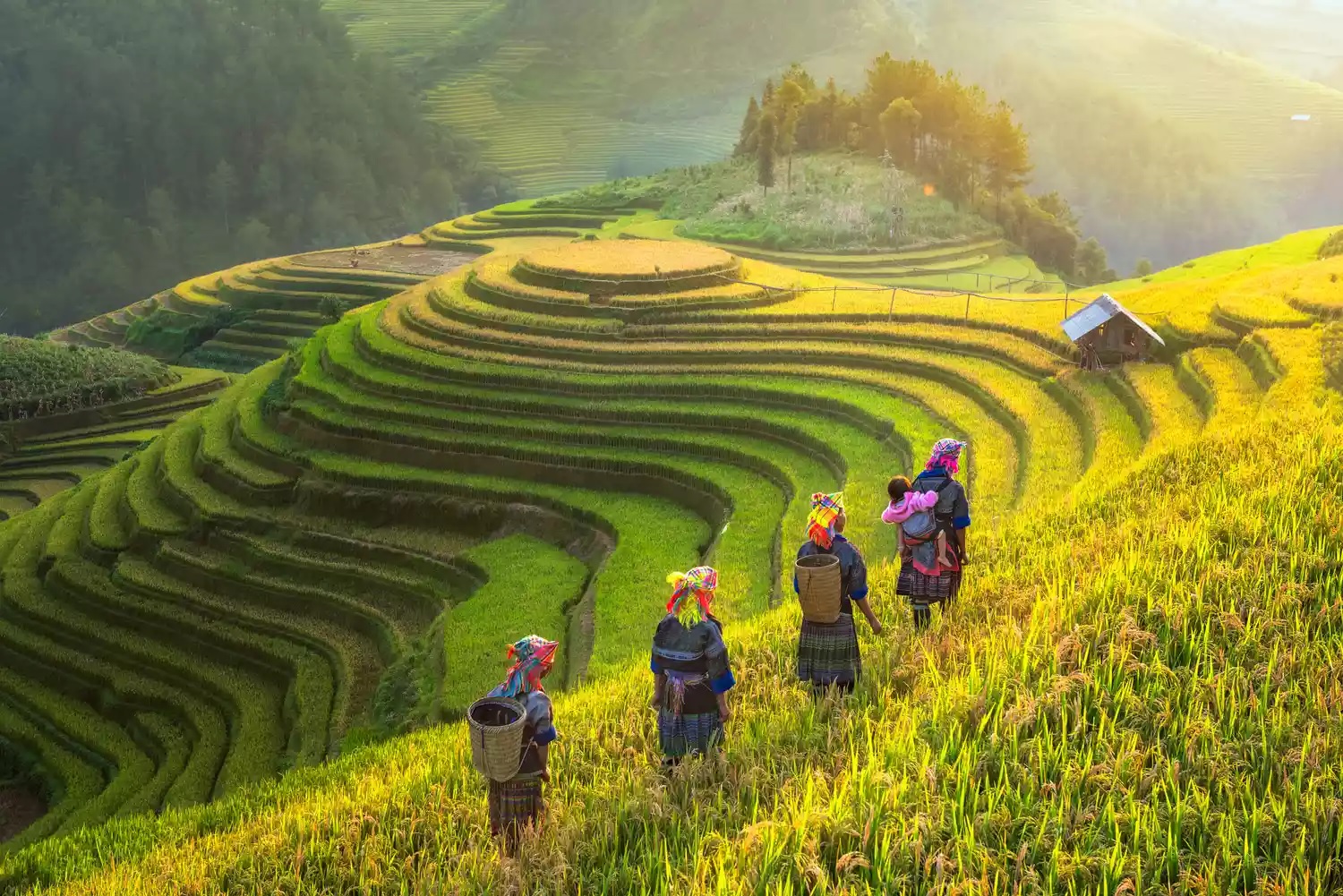 Experience the true essence of Vietnam through this immersive 12 Nights / 13 Days journey covering Hanoi, Sapa, Ha Long Bay, Hue, Hoi An, and Ho Chi Minh City. From mountain villages and overnight train adventures to breathtaking bays, ancient towns, imperial cities, and vibrant local culture — this itinerary is designed for travelers who want to explore Vietnam beyond the ordinary. This tour perfectly combines nature, culture, local experiences, trekking, cruises, heritage sites, and modern city life.