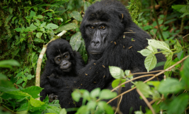 Uganda Gorilla & Wildlife Safari