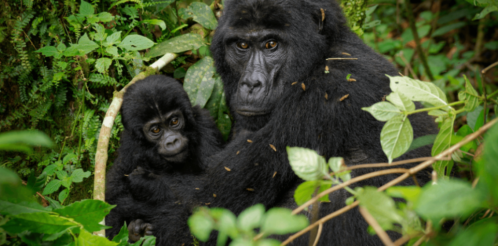 Uganda Gorilla & Wildlife Safari