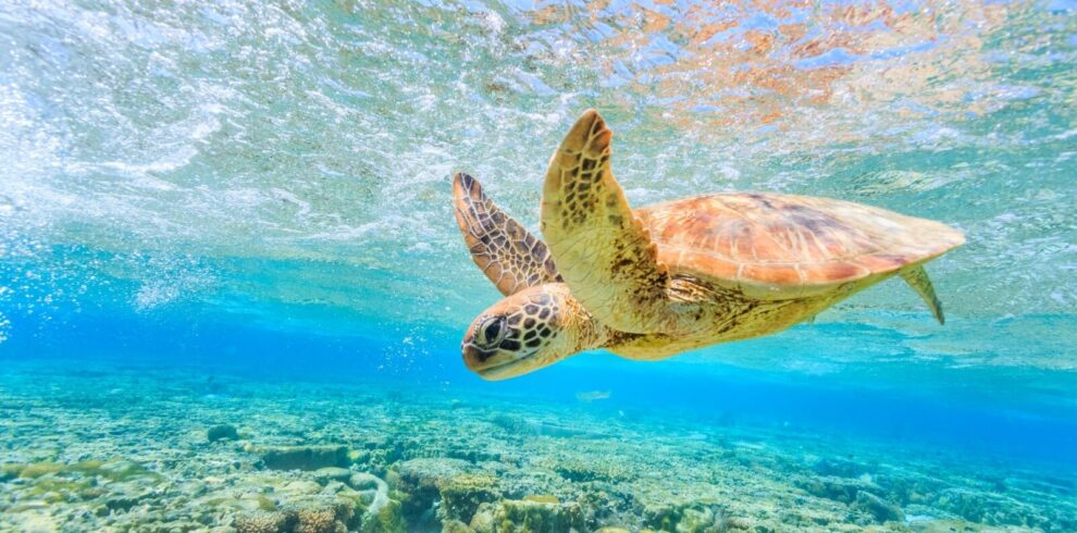 Ultimate Australia Explorer Escape