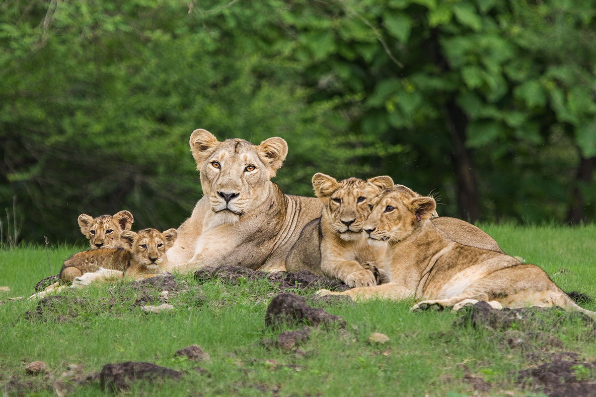 Sacred Shores & Wild Trails of Gujarat – Dwarka, Somnath & Gir Expedition