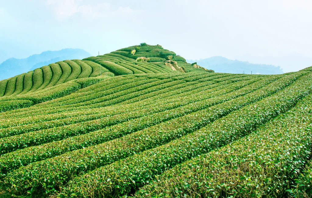 Grand Sikkim Darjeeling Himalayan Explorer