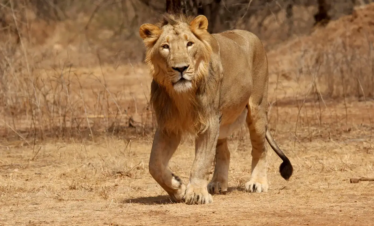 Gujarat Coastal Wilderness Odyssey – Jamnagar, Porbandar, Somnath & Gir Expedition