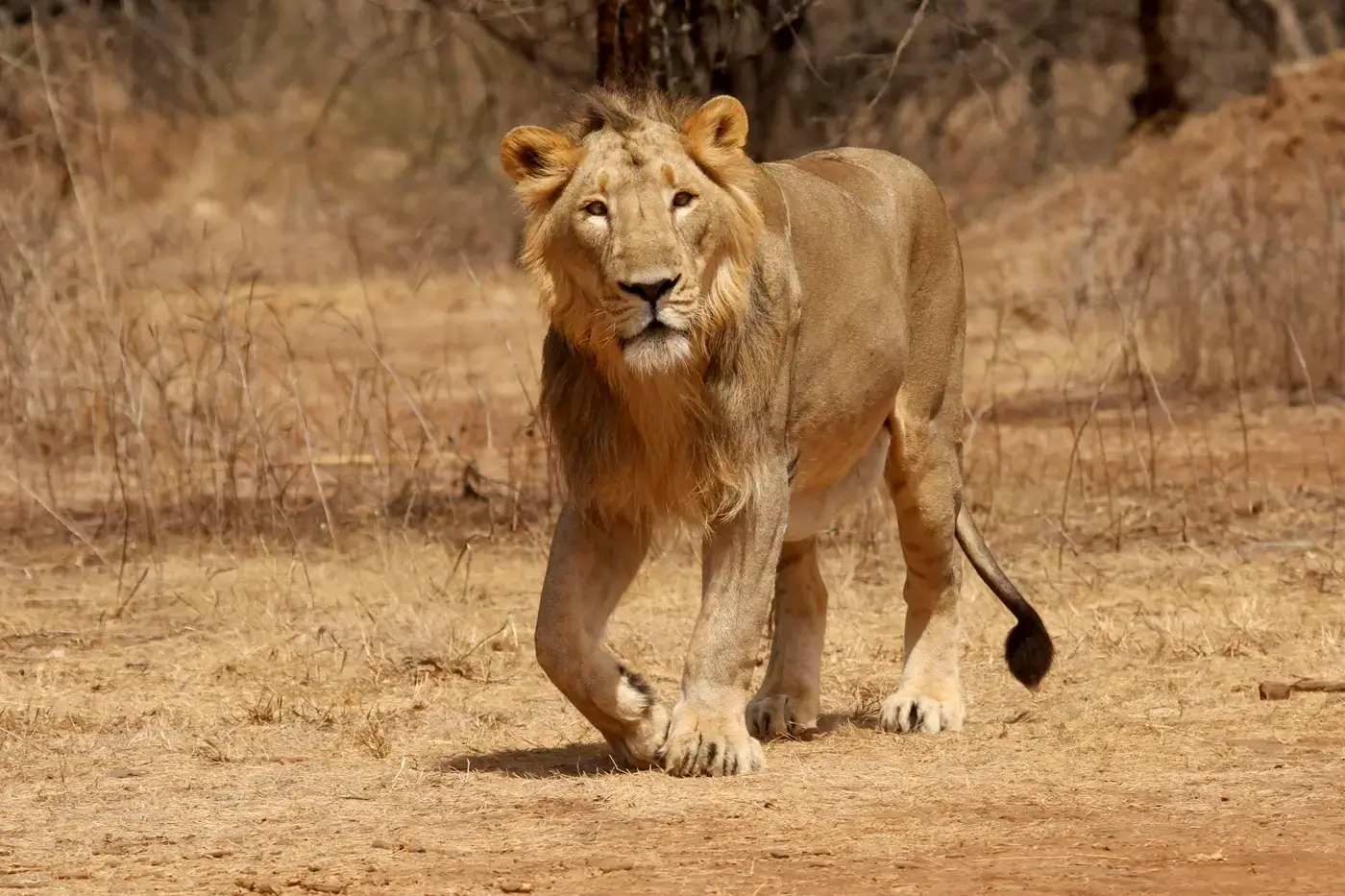 Gujarat Coastal Wilderness Odyssey – Jamnagar, Porbandar, Somnath & Gir Expedition